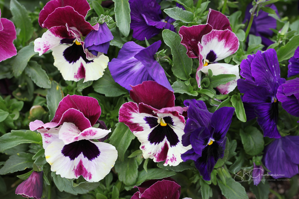 spring pansies