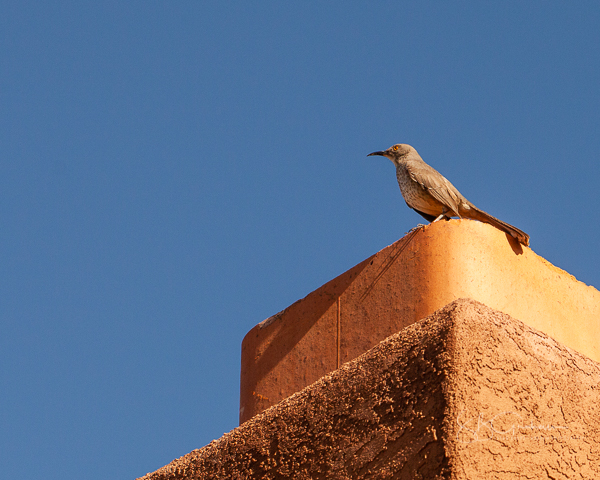 curve-billed thrasher