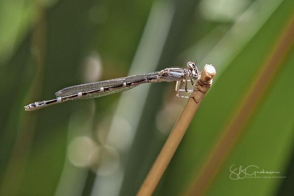 damsel fly