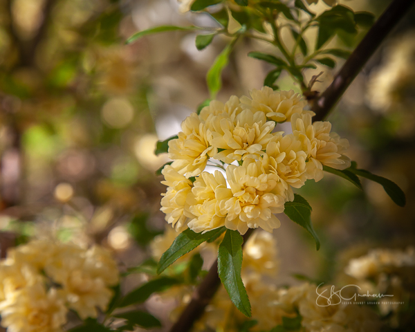 lady banks rose