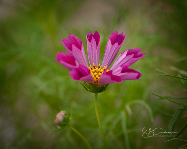 garden cosmos