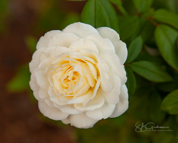 garden delights rose floribunda