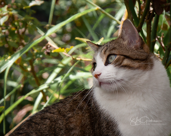 garden delights cat