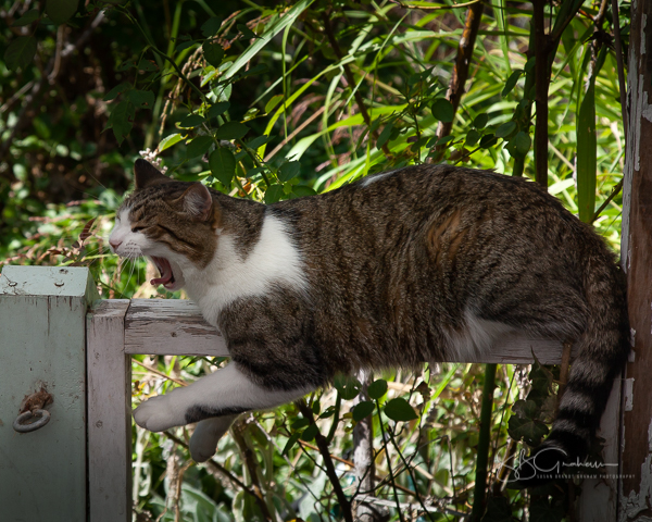 garden delights cat