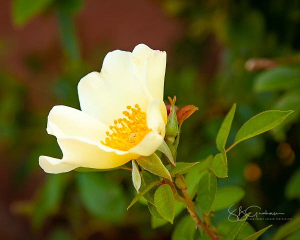 garden delights rose mermaid