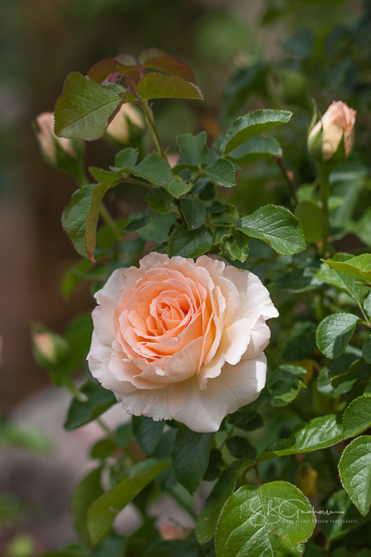 New Mexico roses