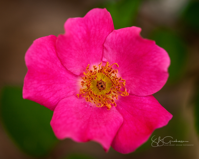 New Mexico roses