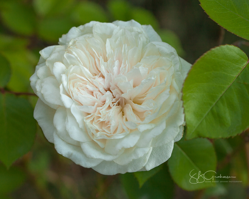 New Mexico roses