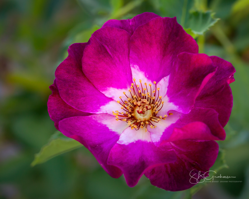 New Mexico roses