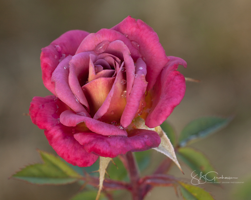 New Mexico roses