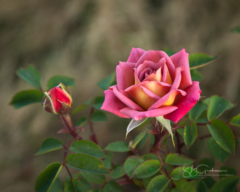 New Mexico roses