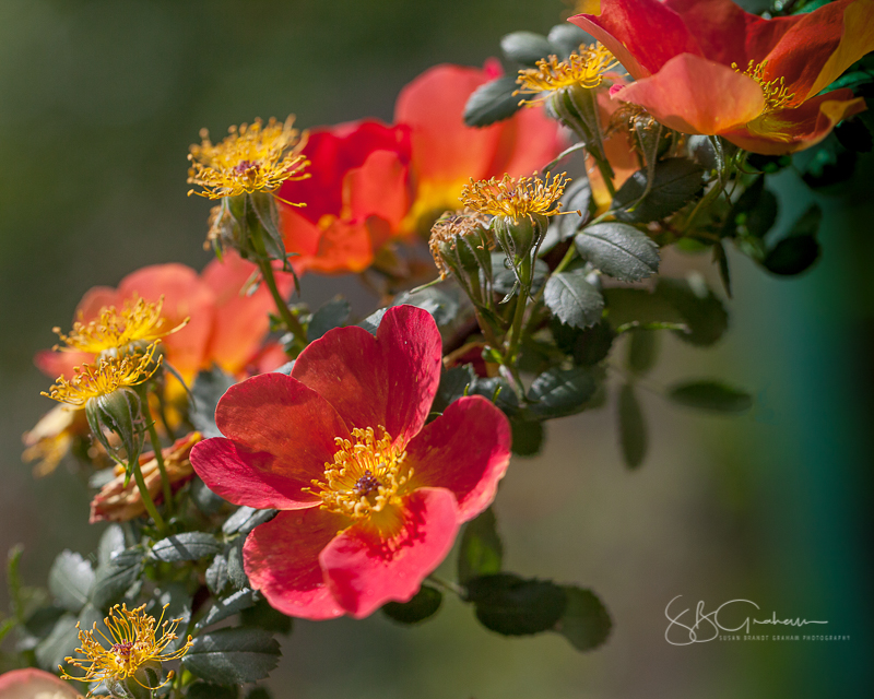 New Mexico roses