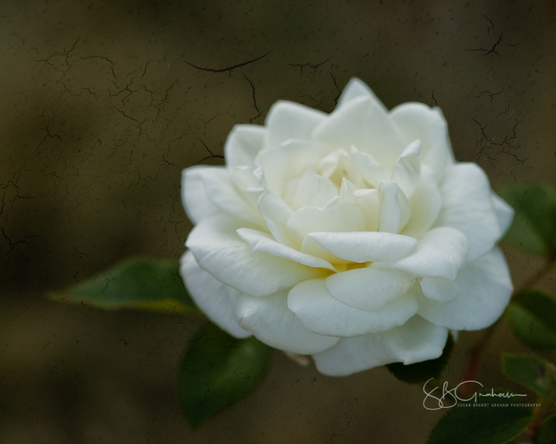 New Mexico roses