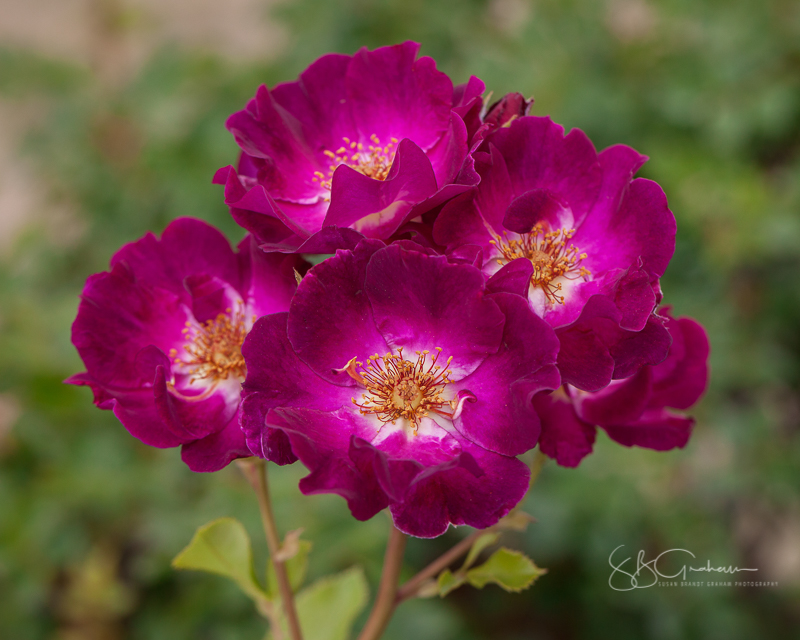 New Mexico roses