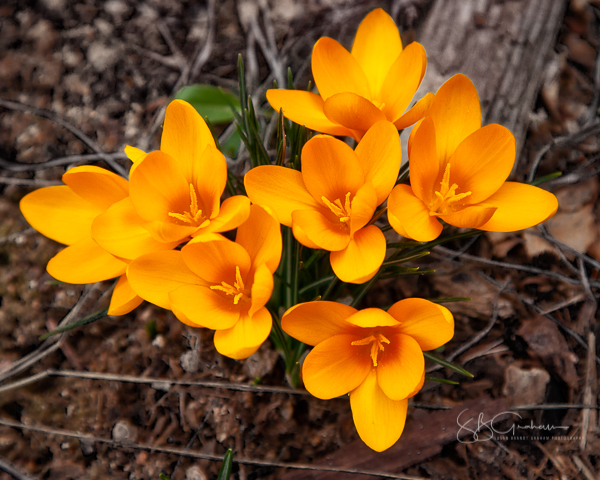 Crocus