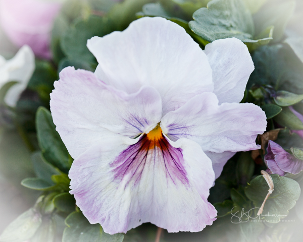 spring flower pansy