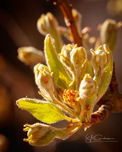 spring flowers pear buds