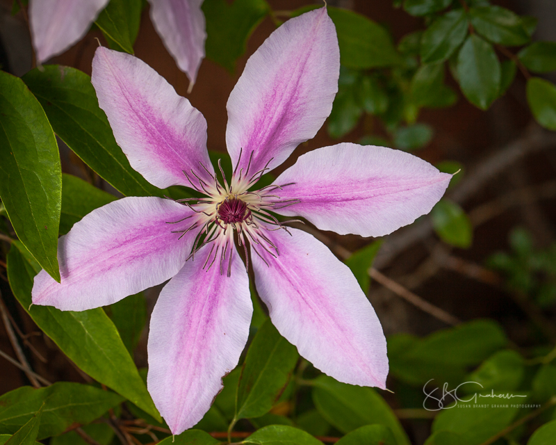 spring blooms