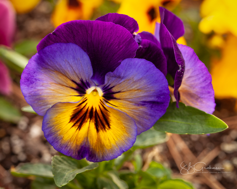 spring blooms