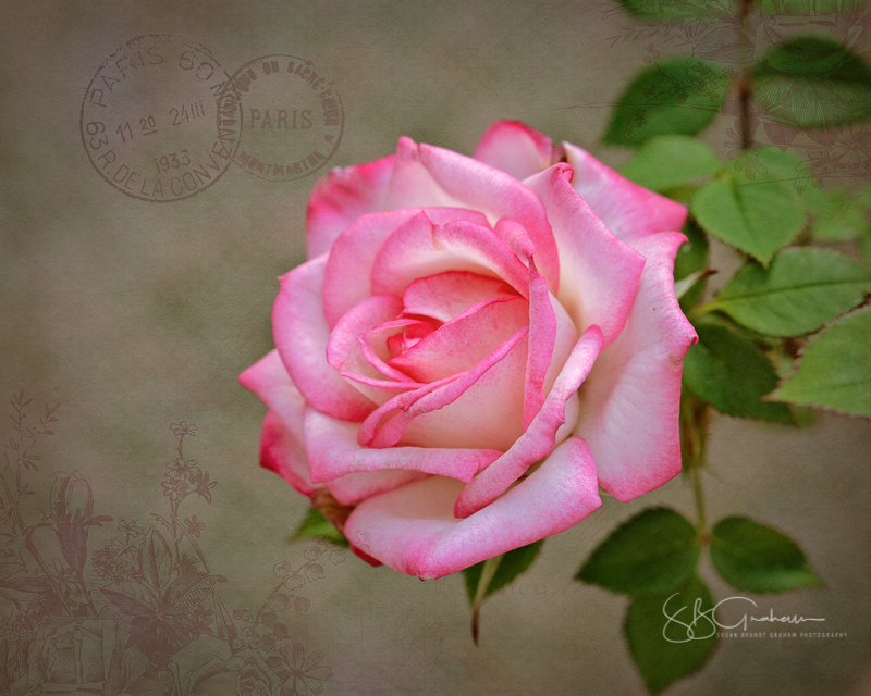 miniature rose