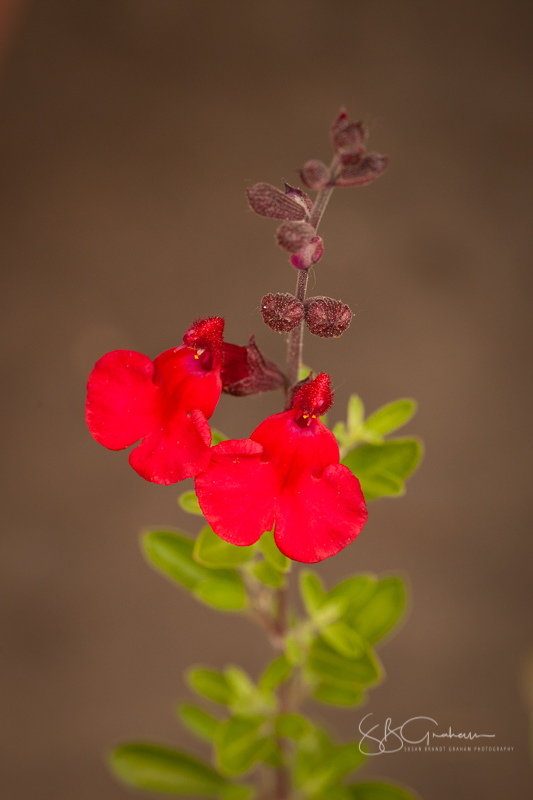 garden flowers