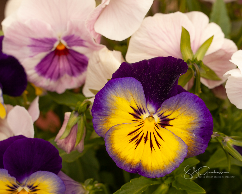 garden flowers