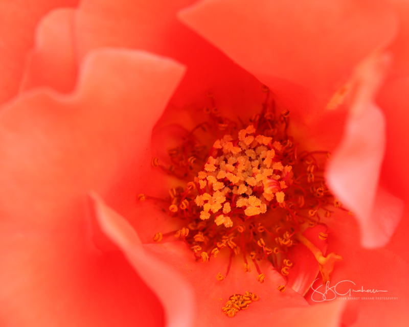 garden flowers