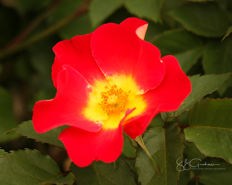 garden flowers