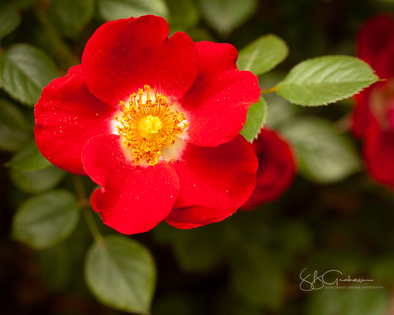 garden flowers