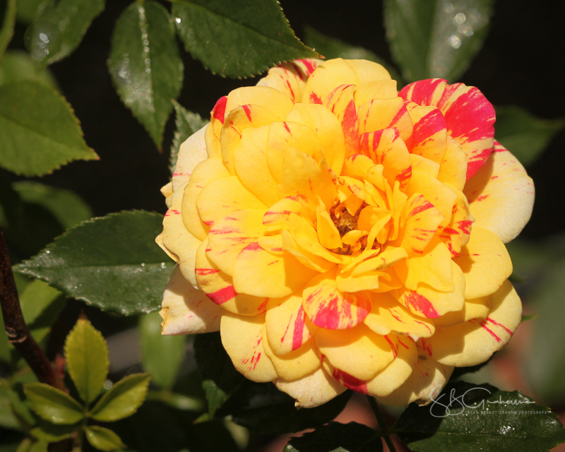 garden flowers