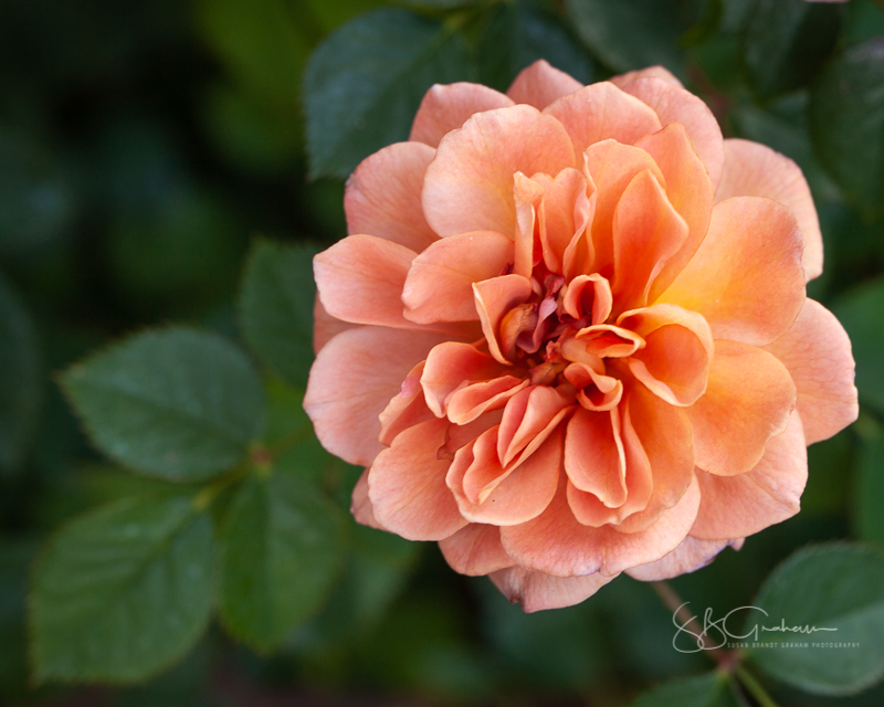 Micro Mini #roses #portland #rosegarden by Art Rocha