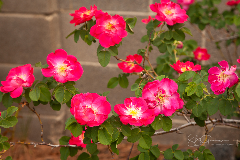 shrub rose 'Pike's Peak'