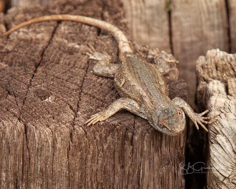 lizard in the late afternoon garden