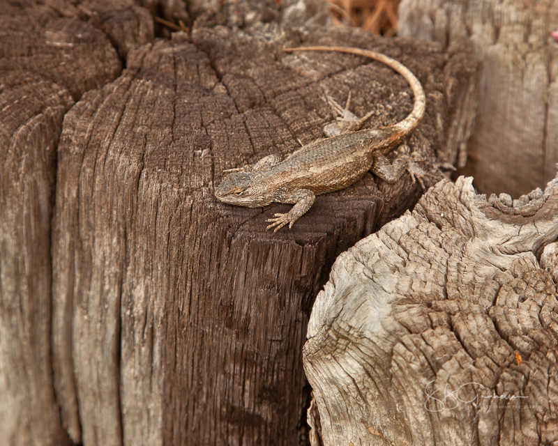 lizard in the late afternoon garden