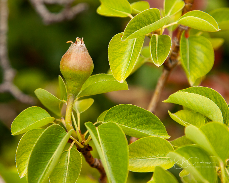 garden pear