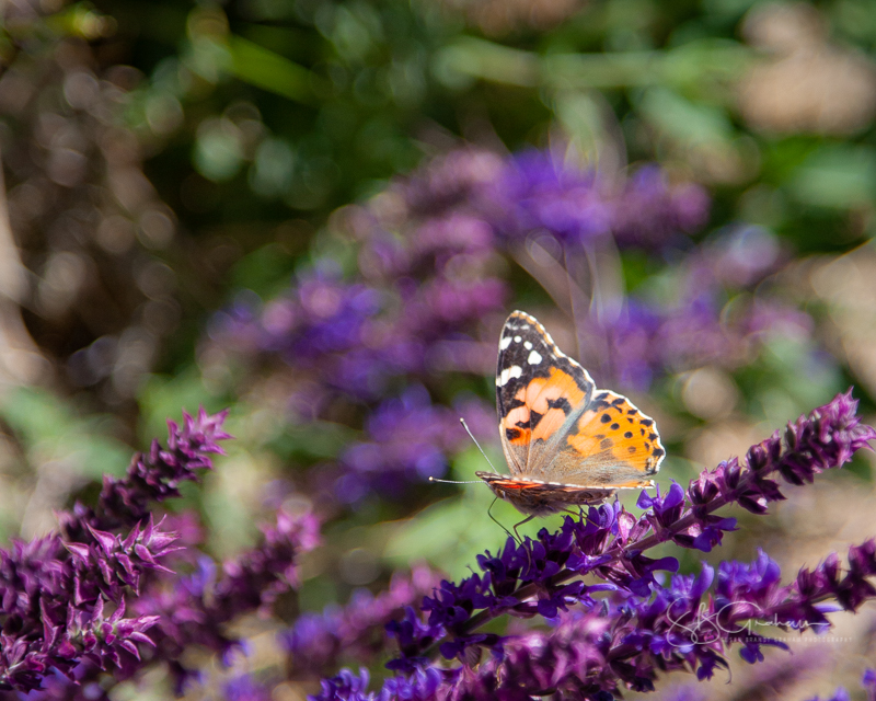 Painted Lady Butterfly