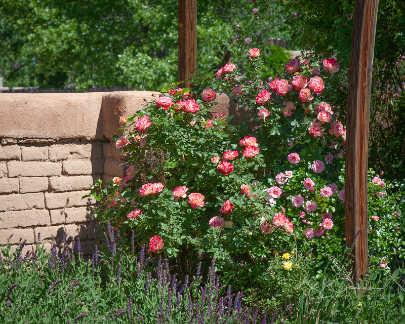 Price Rose Garden