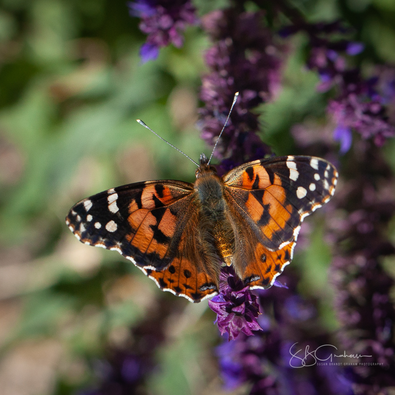 painted lady butterfly