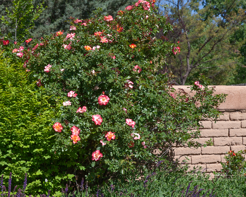 Price Rose Garden