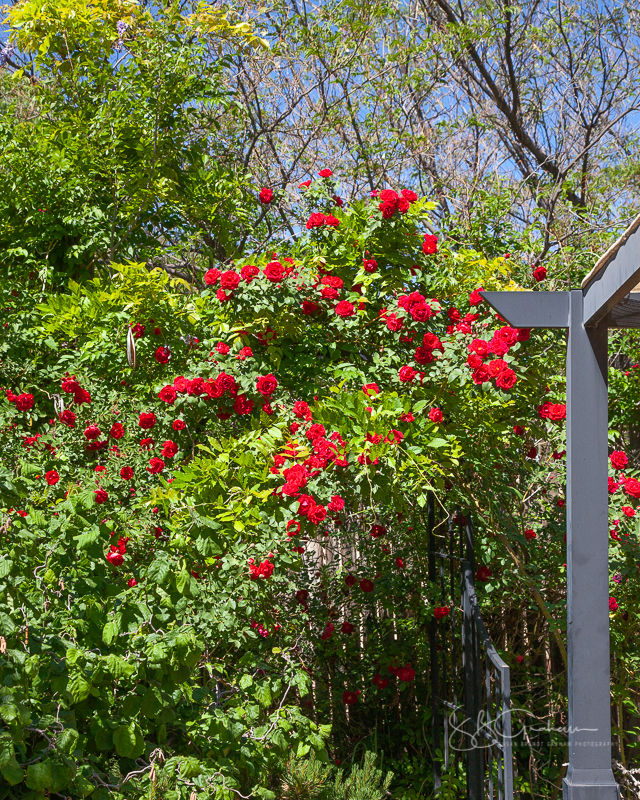 Price Rose Garden