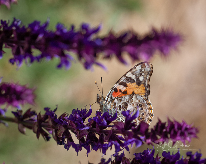 Painted Lady Butterfly