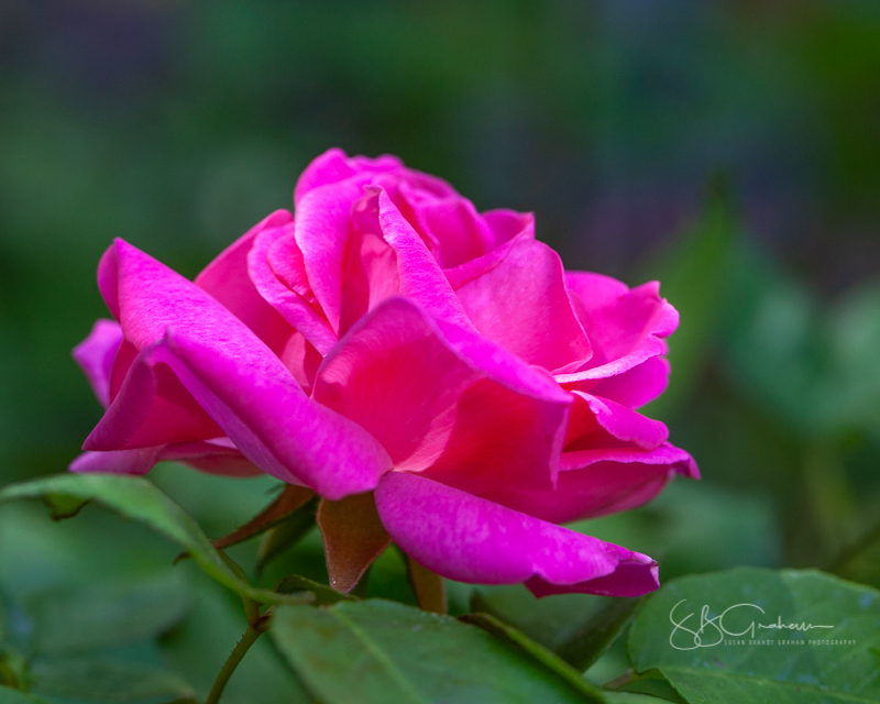 Price Rose Garden