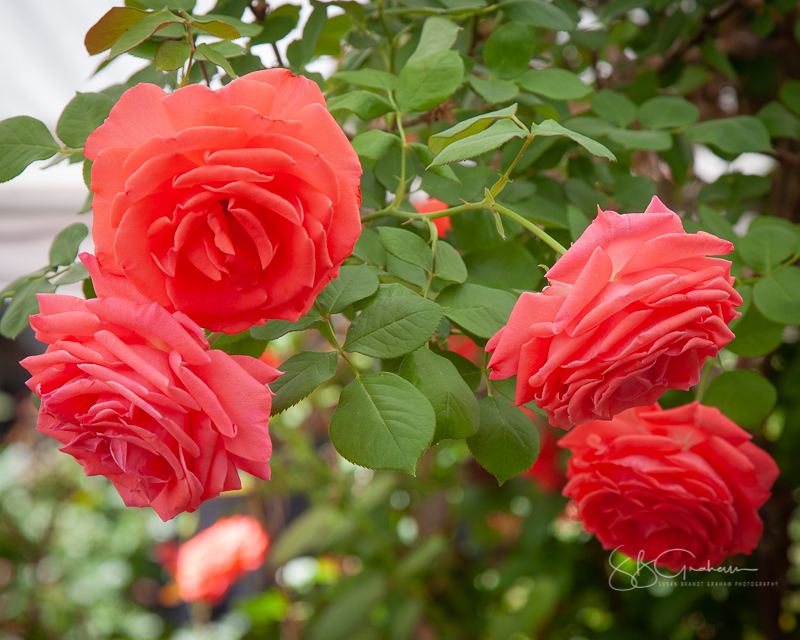 Price Rose Garden