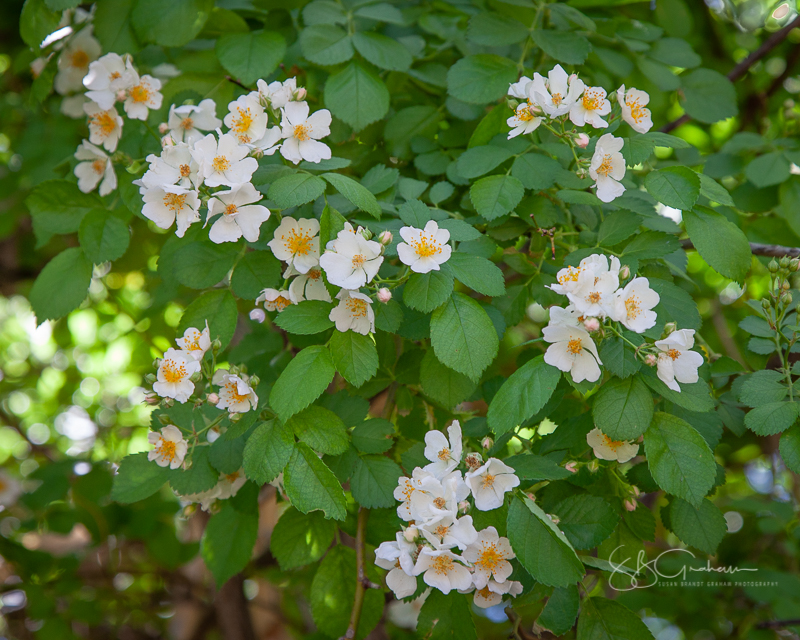 Price Rose Garden