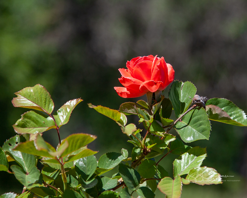 Price Rose Garden