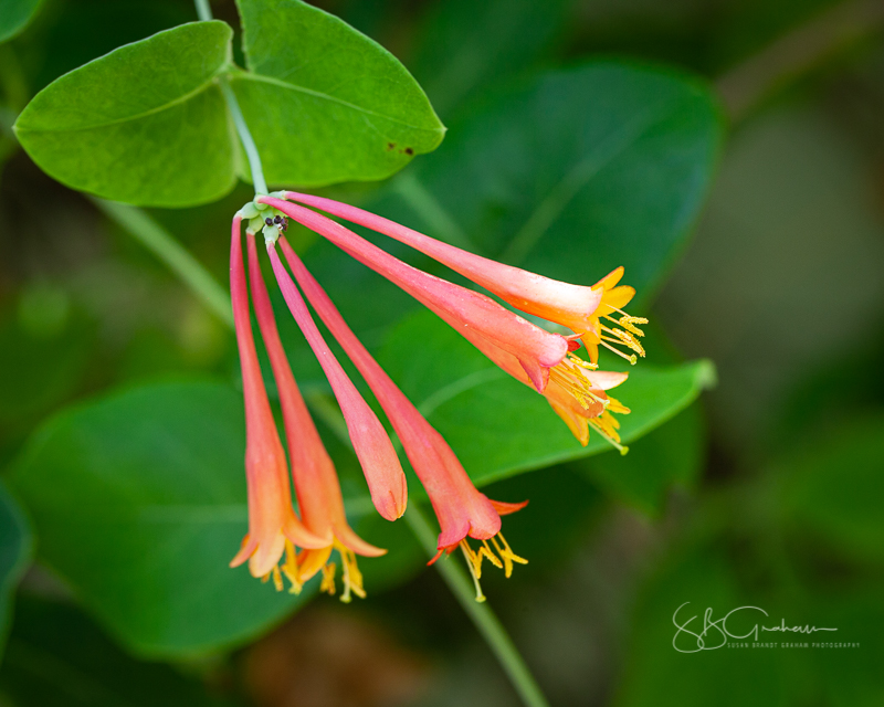 May in Corrales honeysuckle