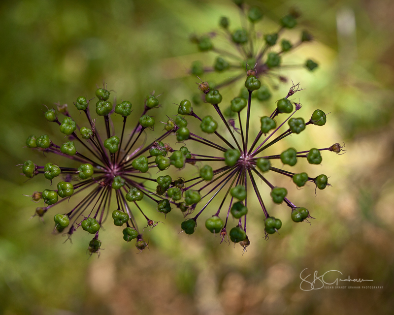 May in Corrales allium