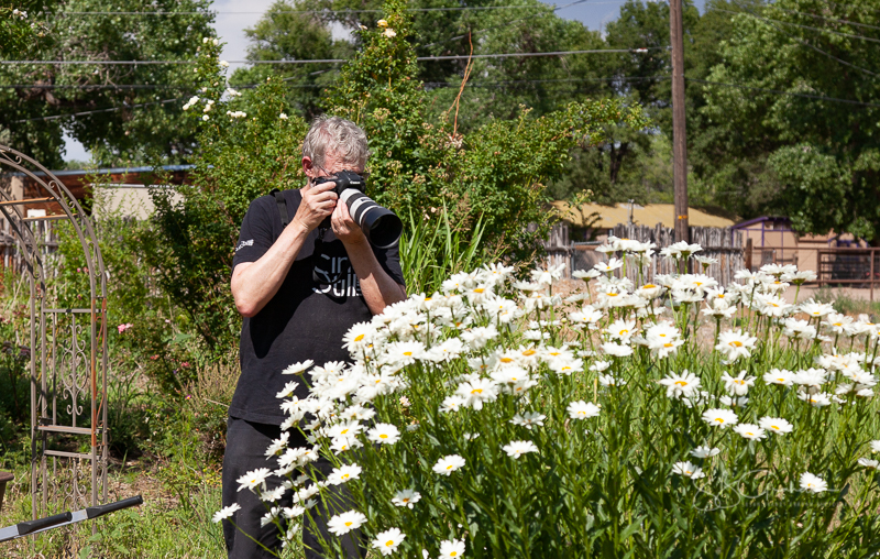 photography, butterflies, flowers