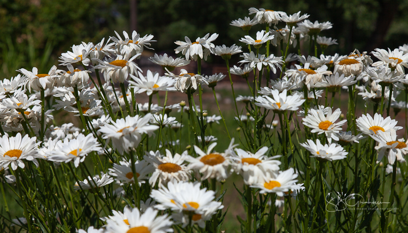 phtography, flowers