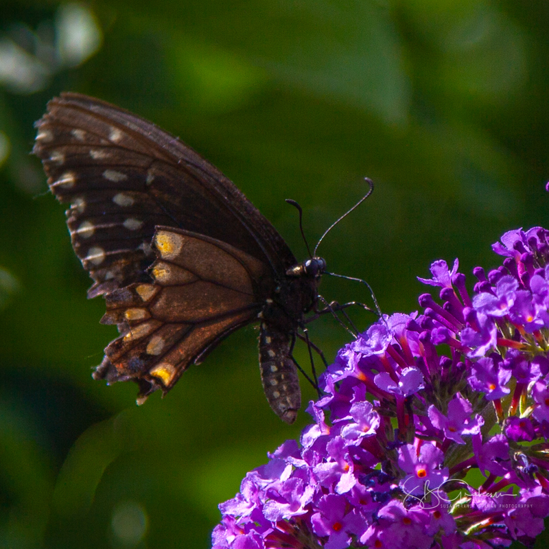 butterflies flowers